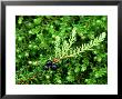 Crowberry, Close-Up, Uk by Mark Hamblin Limited Edition Print