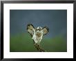 Osprey, Pandion Haliaetus Adult Male Perched Shaking Wings, Scotland, Uk by Mark Hamblin Limited Edition Print