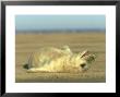 Grey Seal, Halichoerus Grypus Pup Lying On Sand Uk by Mark Hamblin Limited Edition Print