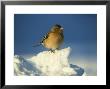 Chaffinch, Fringilla Coelebs Male Perched In Snow Strathspey, Scotland by Mark Hamblin Limited Edition Print