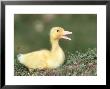 Duckling, Calling, Uk by Mark Hamblin Limited Edition Pricing Art Print