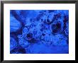 Air Bubbles Trapped In Ice by Mark Hamblin Limited Edition Print