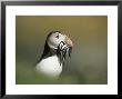 Atlantic Puffin, Close-Up Of Adult With Sand Eels, Scotland by Mark Hamblin Limited Edition Pricing Art Print