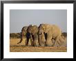 African Elephant, Three Bulls Walking To Water Hole, Botswana, Southern Africa by Mark Hamblin Limited Edition Print