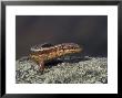 Common Lizard, Female Basking On Rock, Uk by Mark Hamblin Limited Edition Pricing Art Print