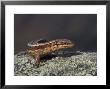 Common Lizard, Female Basking On Rock, Uk by Mark Hamblin Limited Edition Print