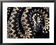 Adder, Uk by Mark Hamblin Limited Edition Print