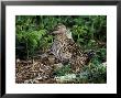 Curlew by Mark Hamblin Limited Edition Print