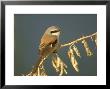 Rufous-Backed Shrike, Perched On Thorn Bush, N. India by Mark Hamblin Limited Edition Print
