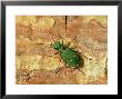 Green Tiger Beetle, Adult On Pine Bark, Scotland by Mark Hamblin Limited Edition Print
