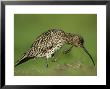 Curlew, Scratching Chin With Foot, Scotland by Mark Hamblin Limited Edition Print