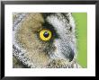 Long-Eared Owl, Close-Up Portrait, Uk by Mark Hamblin Limited Edition Print