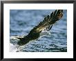 White-Tailed Eagle, Adult Catching Fish, Norway by Mark Hamblin Limited Edition Pricing Art Print