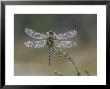 White-Faced Darter, Adult On Heather Sprig, Scotland by Mark Hamblin Limited Edition Pricing Art Print