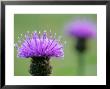 Common Knapweed, Close Up Of Flower Head, Scotland by Mark Hamblin Limited Edition Print