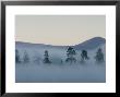 Scots Pines In Mist At Dawn, Cairngorms National Park, Scotland by Mark Hamblin Limited Edition Print