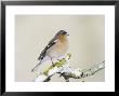 Chaffinch, Adult Male On Branch, Scotland by Mark Hamblin Limited Edition Pricing Art Print