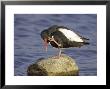 Oystercatcher, Adult Scratching, Scotland by Mark Hamblin Limited Edition Pricing Art Print