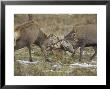 Red Deer, Stags Rutting, Scotland by Mark Hamblin Limited Edition Print