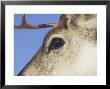 Reindeer, Eye, Scotland by Mark Hamblin Limited Edition Pricing Art Print