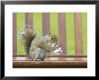 Grey Squirrel On Park Bench Feeding On Left-Over Food Found In Rubbish Bin, Scotland by Mark Hamblin Limited Edition Print