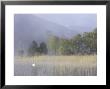 Loch Pityoulish On Misty Morning With Mute Swan On Water Amongst Reeds, Scotland by Mark Hamblin Limited Edition Print