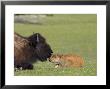Bison, Young Calf And Mother Laid Down Resting In Meadow, Usa by Mark Hamblin Limited Edition Print
