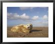 Grey Seal, Young Pup (3-5 Days Old) Lying On Sand Bar, Uk by Mark Hamblin Limited Edition Pricing Art Print