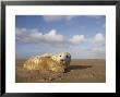 Grey Seal, Young Pup (3-5 Days Old) Lying On Sand Bar, Uk by Mark Hamblin Limited Edition Print