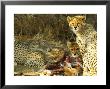 Cheetah, Cubs Feeding On An Impala, Northern Tuli Game Reserve, Botswana by Roger De La Harpe Limited Edition Print
