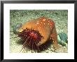 Bat Star, Eating Red Urchin, Usa by Richard Herrmann Limited Edition Pricing Art Print