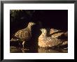 Burchells Sandgrouse, Soaking Breast Feathers, Sa by Tim Jackson Limited Edition Pricing Art Print