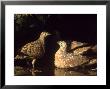 Burchells Sandgrouse, Soaking Breast Feathers, Sa by Tim Jackson Limited Edition Print