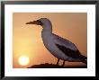 Nazca Booby, Cliff Edge Roosting Spot At Sunset, Galapagos by Mark Jones Limited Edition Print