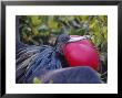 Great Frigate Bird, Courting Male With Fully Inflated Gular Pouch, Galapagos by Mark Jones Limited Edition Print