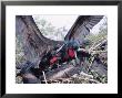 Great Frigate Bird, Frustrated Unpaired Males Fighting With A Mated Male, Galapagos by Mark Jones Limited Edition Print