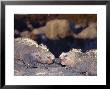 Marine Iguana, Males Fighting, Fernandina Island, Galapagos by Mark Jones Limited Edition Print