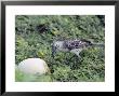 Espanola Mockingbird, Feeding, Espanola Island, Galapagos by Mark Jones Limited Edition Print