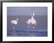 Jamess Flamingo, Males Squabbling, Laguna Hedionda, Bolivia by Mark Jones Limited Edition Print