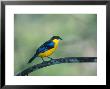 Blue Winged Mountain Tanager, Western Slope Of Pichincha Volcano, Ecuador by Mark Jones Limited Edition Print