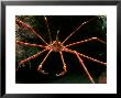 Arrow Crab, Lanzarote, Canary Islands by Paul Kay Limited Edition Print