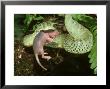 African Bush Viper, Atheris Squamiger, Eating Pinky (Young Mouse), Zaire by Brian Kenney Limited Edition Print