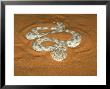 Desert Horned Viper, Venomous, Egypt by Brian Kenney Limited Edition Print