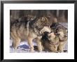 Grey Wolf, Interacting, Minnesota by Brian Kenney Limited Edition Print