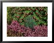 Erica Erigena Irish Dusk And Ribes Sanguineum by Kidd Geoff Limited Edition Pricing Art Print