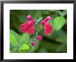 Salvia Microphylla Var. Microphylla by Kidd Geoff Limited Edition Print