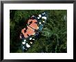 Scarlet Tiger Moth, Frilford, Uk by Gordon Maclean Limited Edition Print