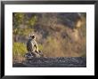 Grey Langur, Sitting On Blue Bedrock In Solitude, Madhya Pradesh, India by Elliott Neep Limited Edition Pricing Art Print