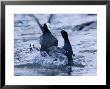 Common Coot, Pair Of Coots Fighting In Water, St. Albans, Uk by Elliott Neep Limited Edition Print