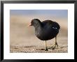 Common Moorhen, Walking On Footpath, St. Albans, Uk by Elliott Neep Limited Edition Print